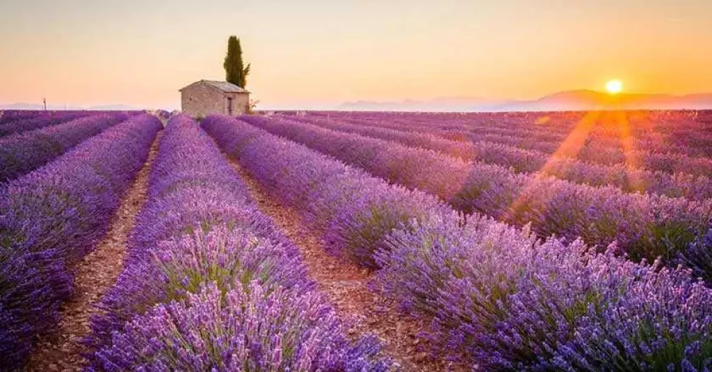 Blue Gold in Provence’s Lavender Fields