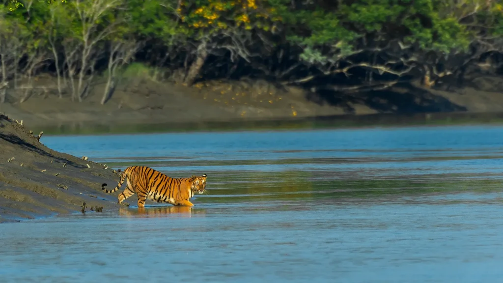 Royal Bengal Tiger in Sundarban Trip image