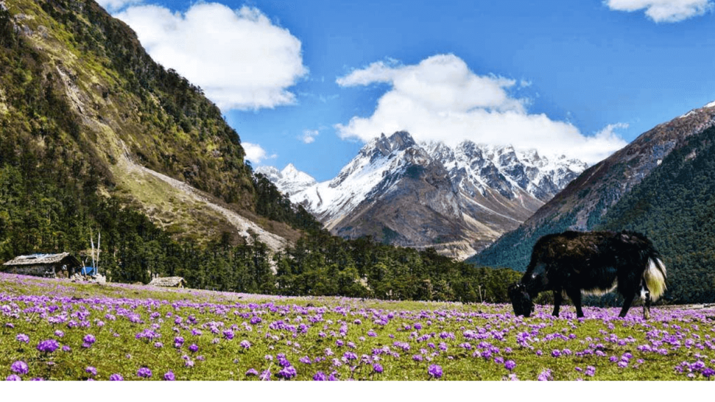 Lachung in North Sikkim