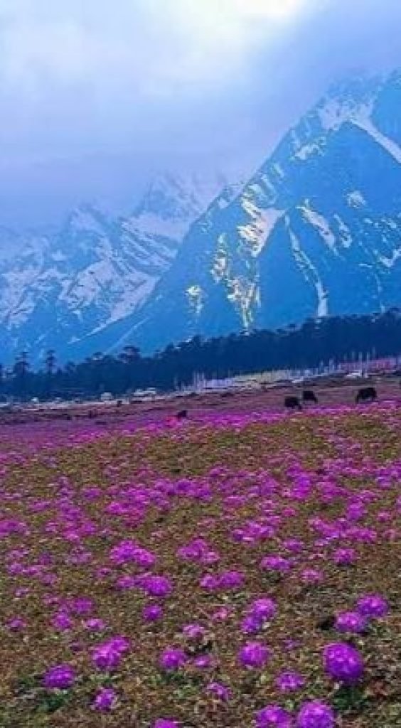 Yumthang Valley - Gangtok and North Sikkim tour package