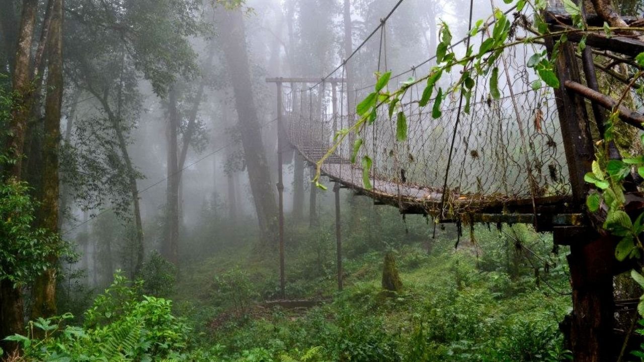 Canopy Walk in Lolegaon Kalimpong image