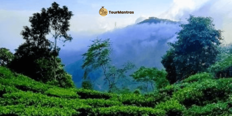 Darjeeling 7-Day Itinerary from NJP: Complete North Bengal Experience